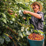 arabica coffee harvesting
